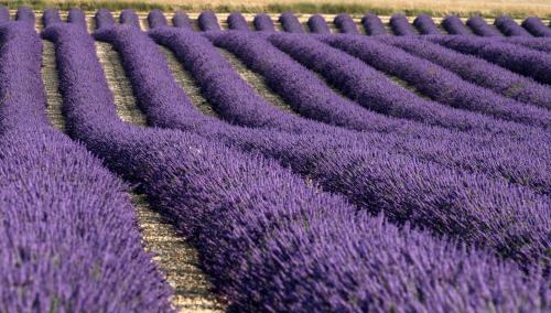 La Provençale - carbon neutral hotel in Valensole