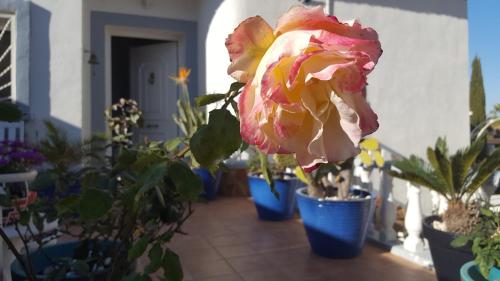 La Marquesa — Rojales
