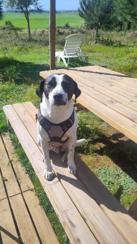 Cosy nest in animal rescue Monte dos Vagabundos in Sao Teotonio, Portugal