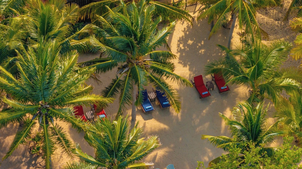 Buttonwood Belize in Unknown City, Belize