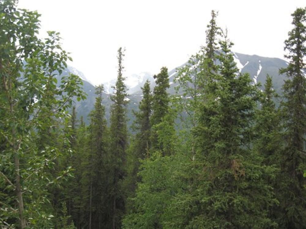 Denali Perch Resort - photo 47