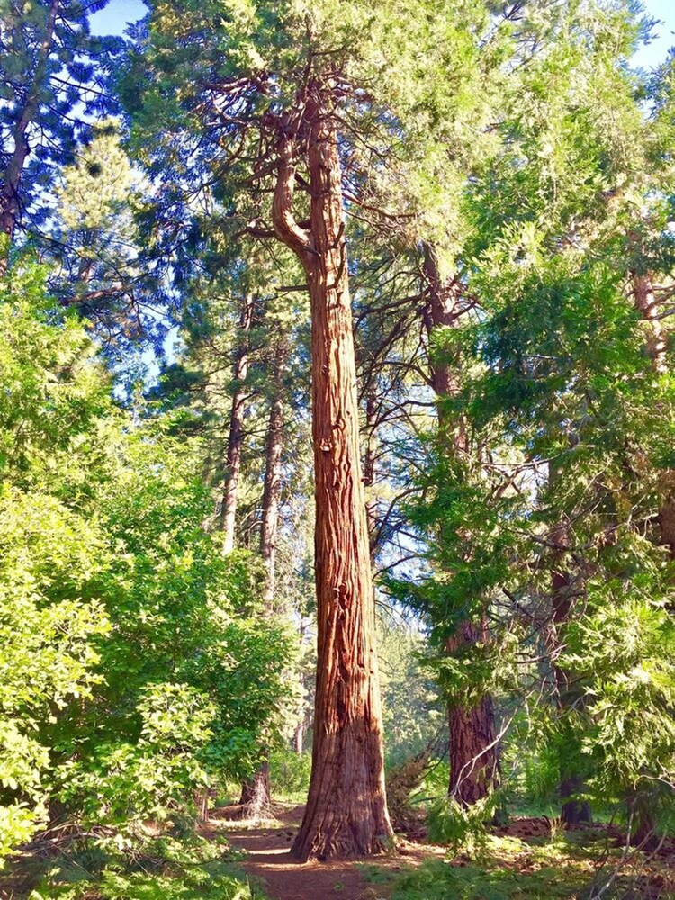 Club Tahoe - photo 21