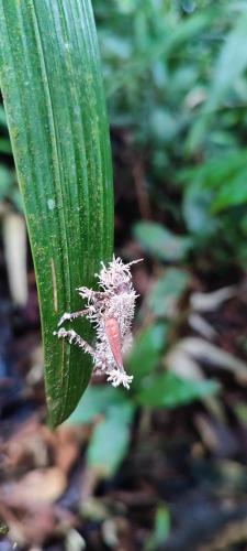 Huellas en la selva sas zomac in Villagarzon, Colombia