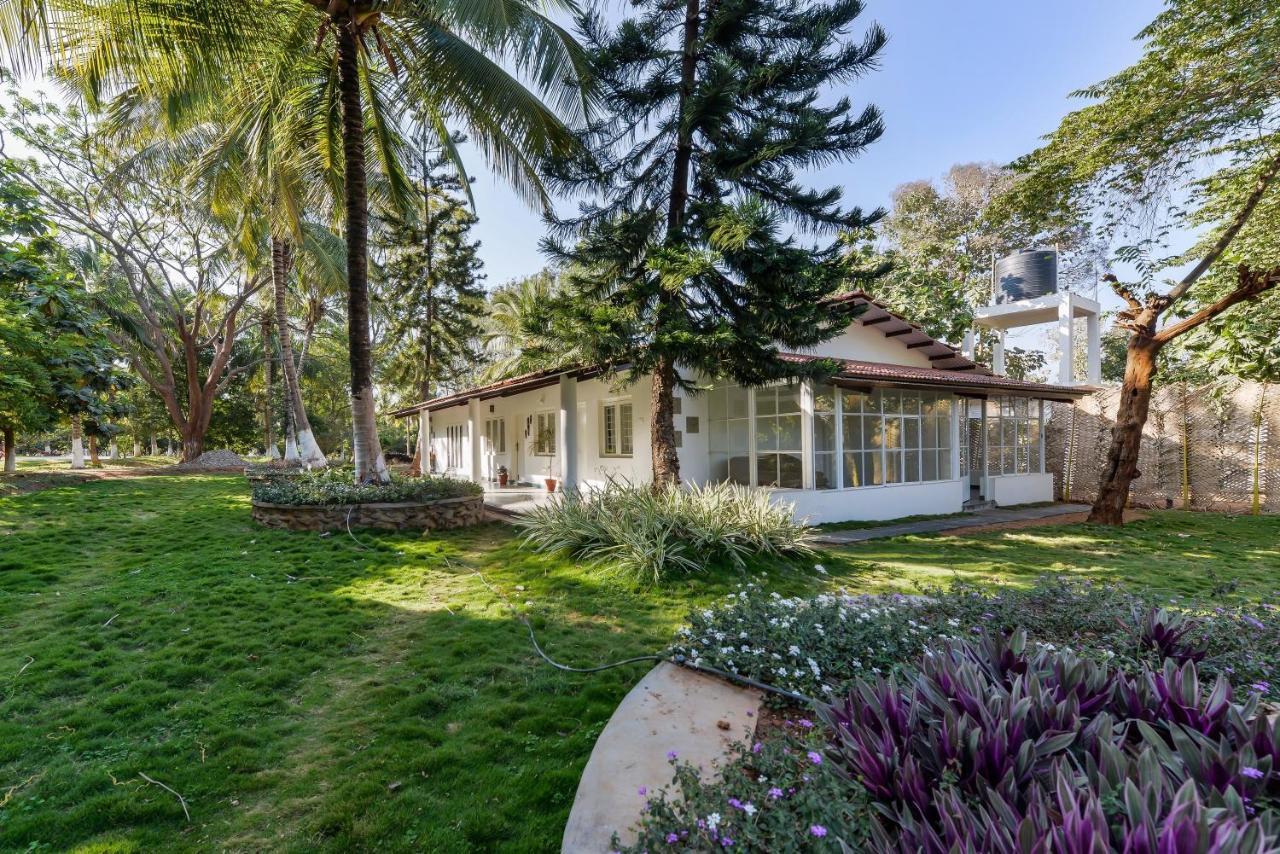 The Mangifera in Gundlupet, India