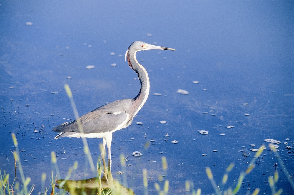 Steinhatchee River Inn - photo 70
