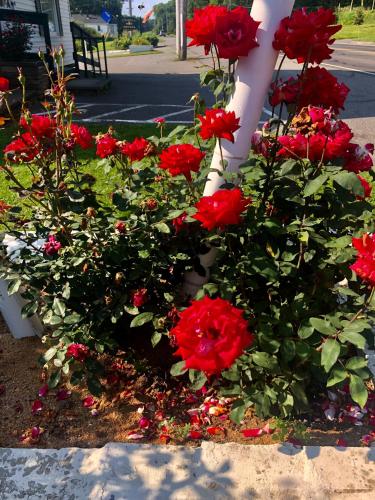 Claddagh Motel & Suites - photo 51