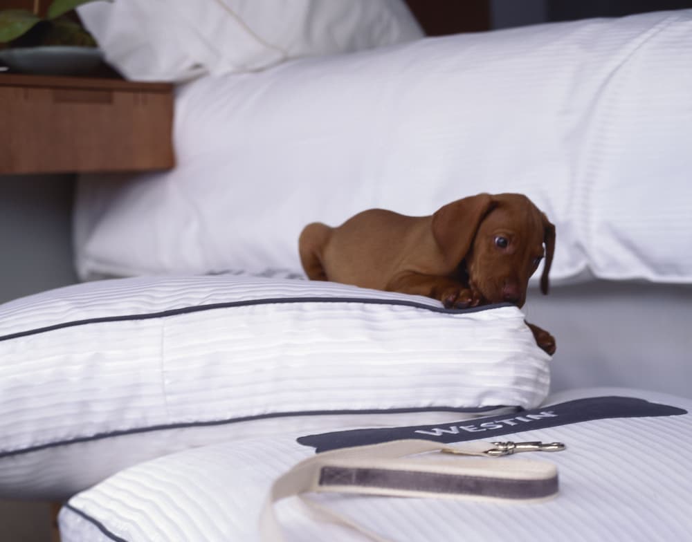 Pet-friendly