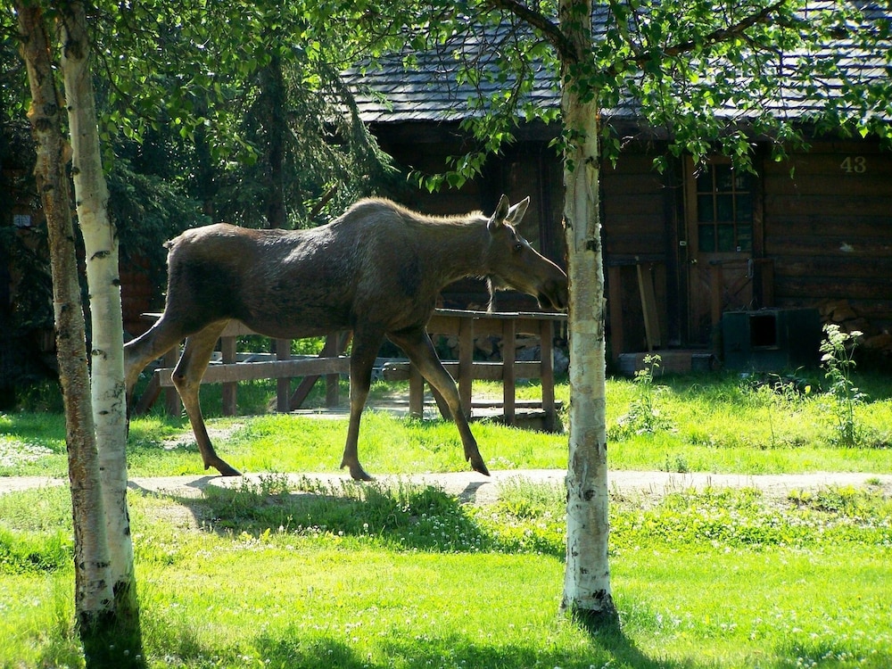 Chena Hot Springs Resort - photo 60