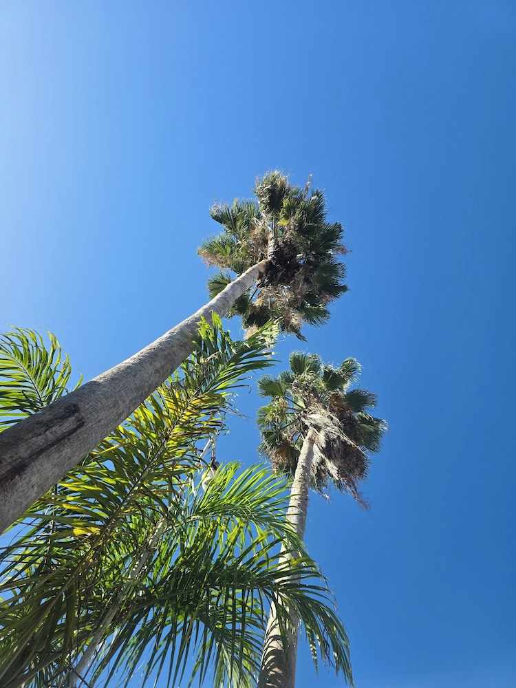Sea Shell Palms in Ocho Rios, Jamaica