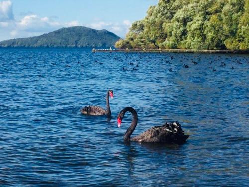 Gemini Lodge — 4-Star Luxury Hotel in Rotorua, New Zealand
