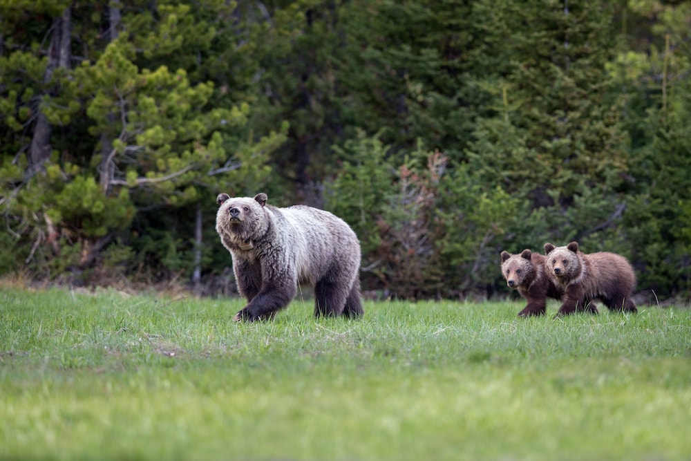Four Seasons Resort Jackson Hole - photo 267