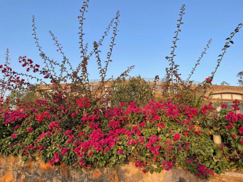 Gondar Hills Resort — Gondar — photo 5