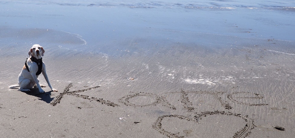 Hi Tide Ocean Beach Resort - photo 19