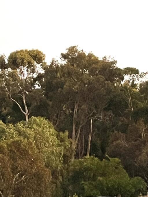 House with forest views — Creswick — photo 5