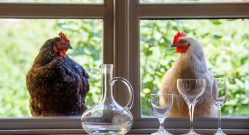 Lindenhof Chezartistes — Barkelsby