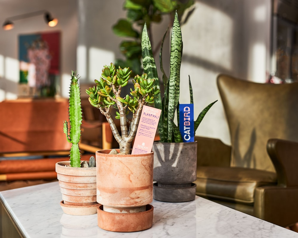 Catbird Hotel - photo 51