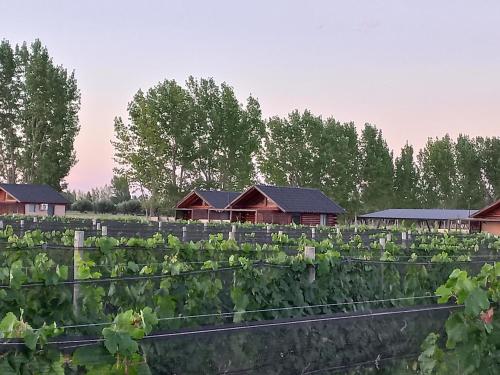Martyniuk lodges entre viñedos in San Rafael, Argentina