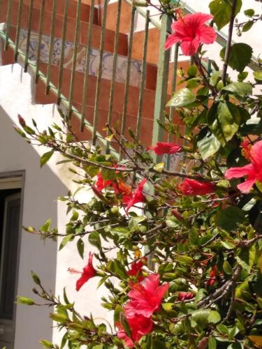 Casale Hibiscus in Ispica, Italy