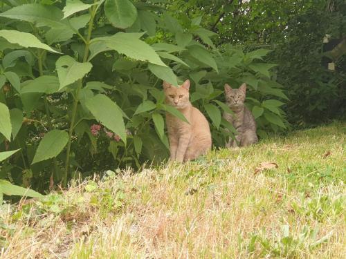 The Quiet Room in Impruneta, Italy