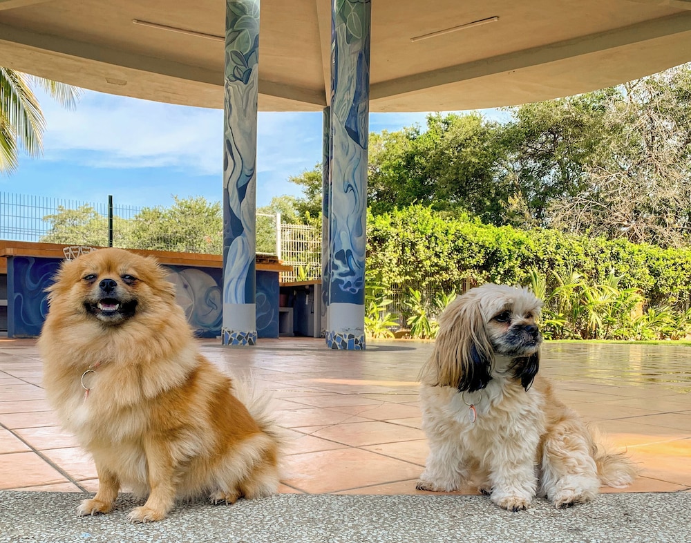 Pet-friendly