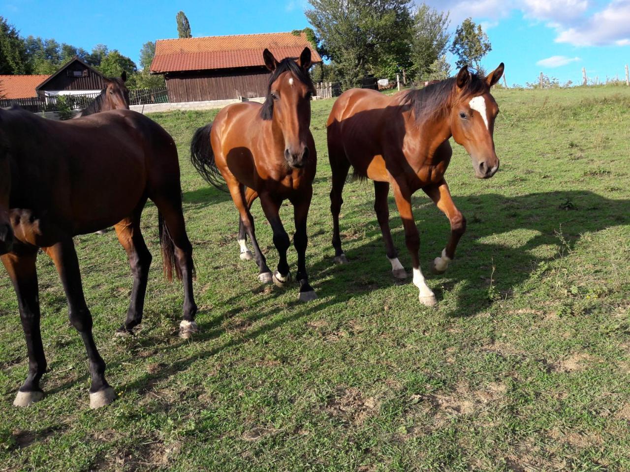 Tourist Farm Ranč Velka — 4-Star Luxury Hotel in Dobrna, Slovenia