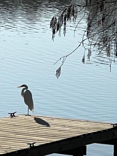Kingwood Cottage 10 mins from IAH Lake Front — 4-Star Luxury Hotel in Humble, United States