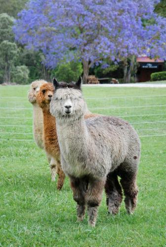 Canungra Valley Cottage — Canungra — photo 4