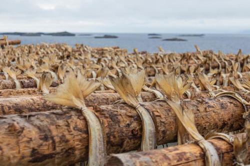 Lofoten Holiday — Kabelvag — photo 5