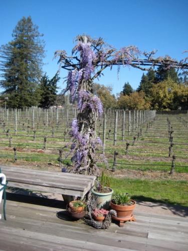 Pearlessence Vineyard Inn - photo 20