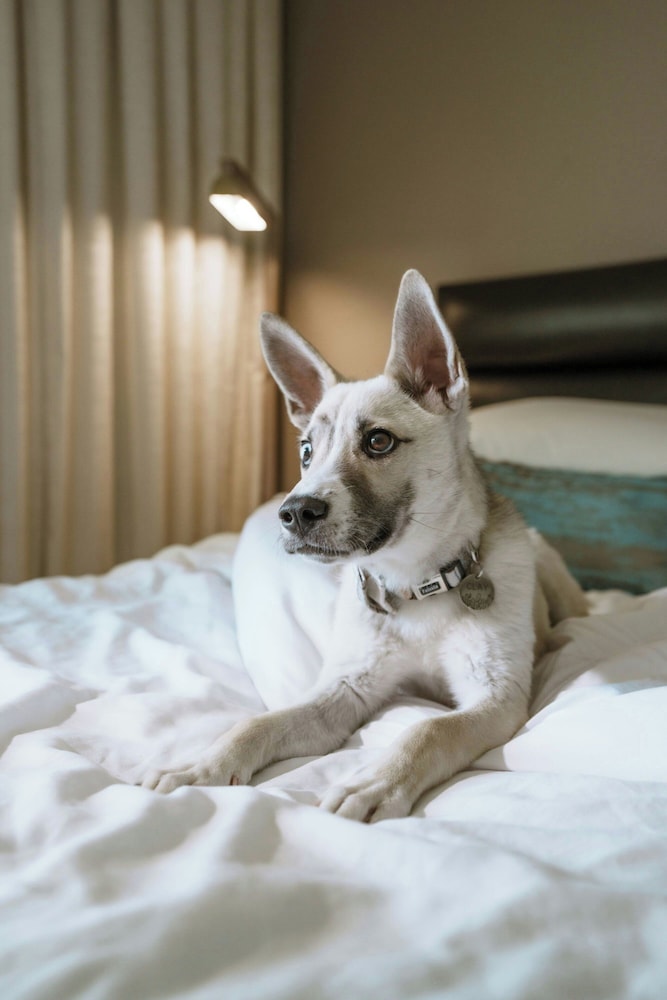 Hotel Paseo Autograph Collection by Marriott - photo 35