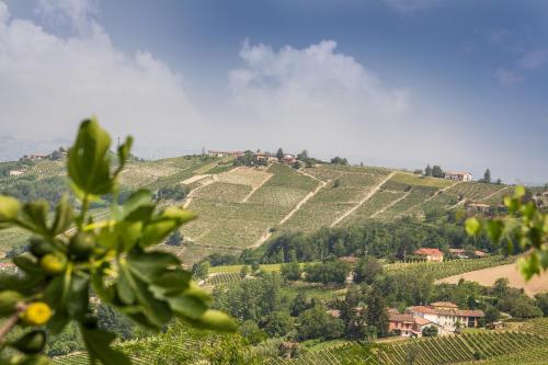 B&B Miellò nelle Langhe — Mango — photo 3