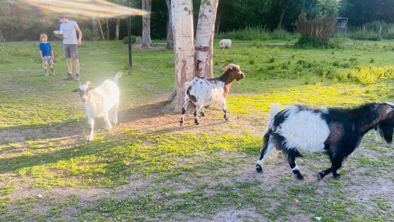 Caravane en pleine nature ferme proche de tout — hotel in Philippeville