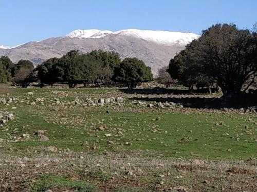 BeLev Odem — Qiryat Shemona — photo 3