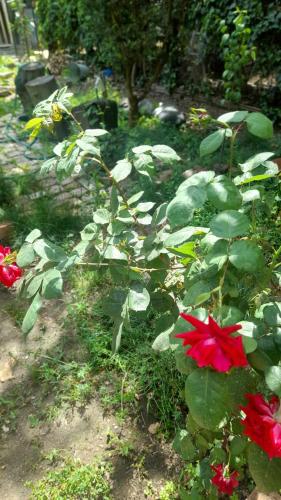 Gardens in Vake Tbilisi