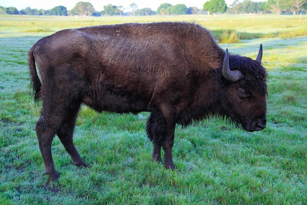 Westgate River Ranch Resort & Rodeo - photo 187
