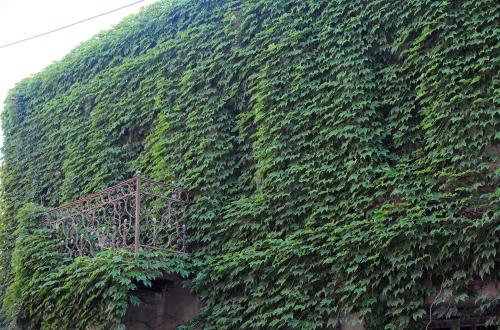 Old Walls 1