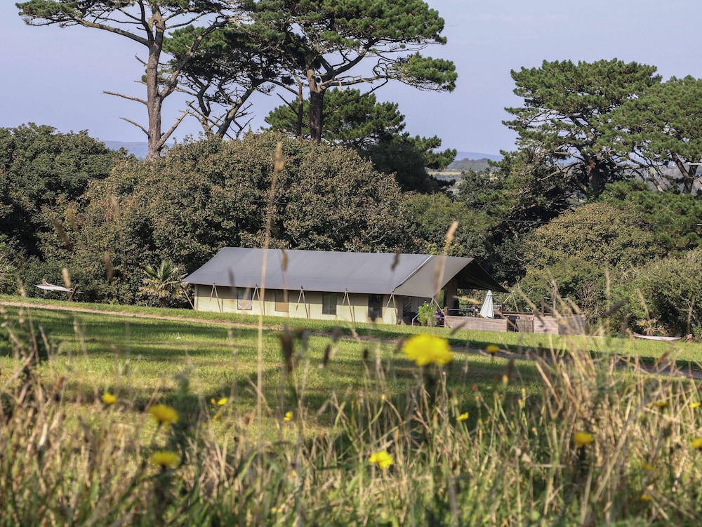 Foxglove in Penzance, United Kingdom