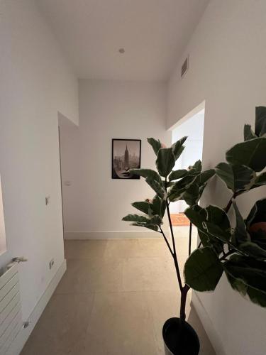 Private Rooms in Magdalena Street
