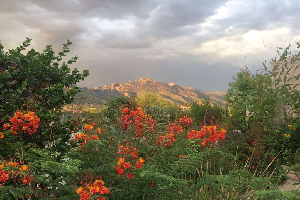 Westward Look Wyndham Grand Resort and Spa - photo 10
