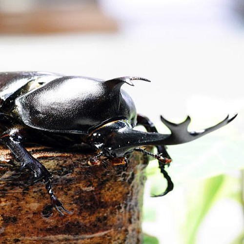 Manazuru Shiosaishinkan in Numazu, Japan