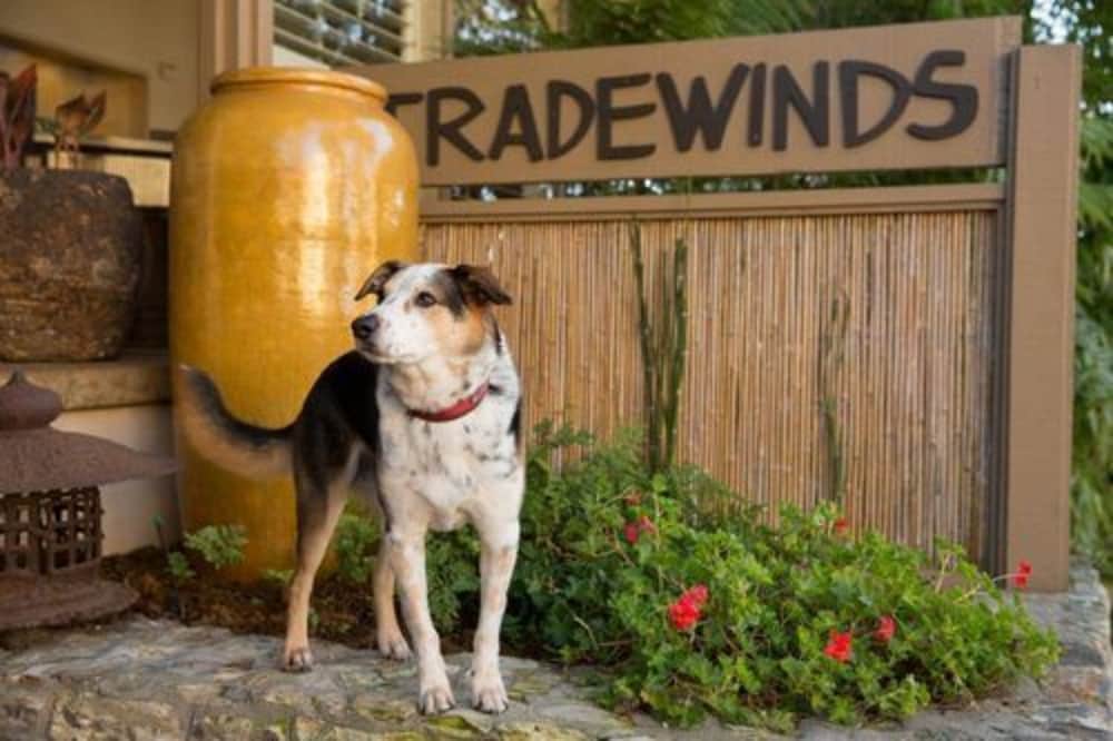 Tradewinds Carmel - photo 48