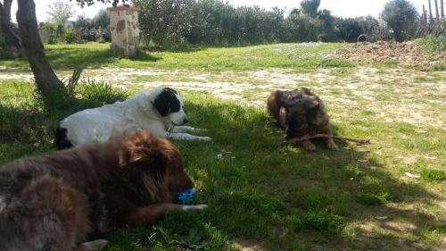 Orange Ville — Villamassargia — photo 5