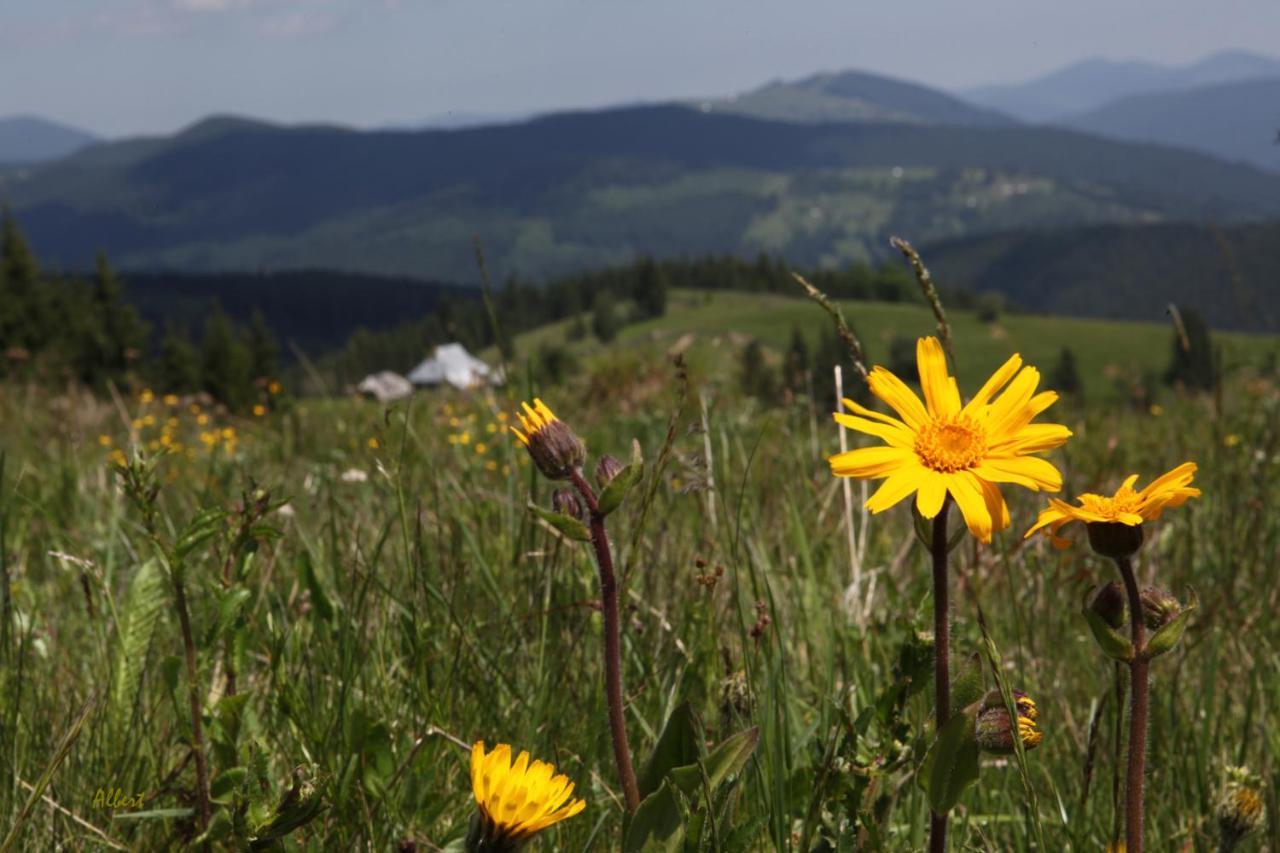 Arnica Montana — Arieseni — photo 4