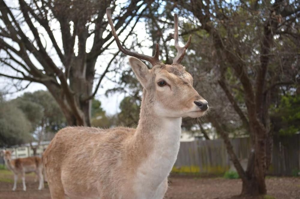 Deer Park Motor Inn - carbon neutral hotel in Armidale