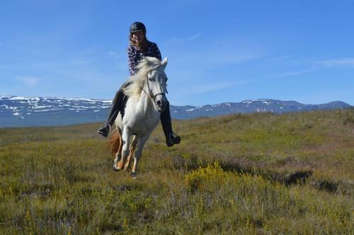 Húsey Hostel & Horsefarm
