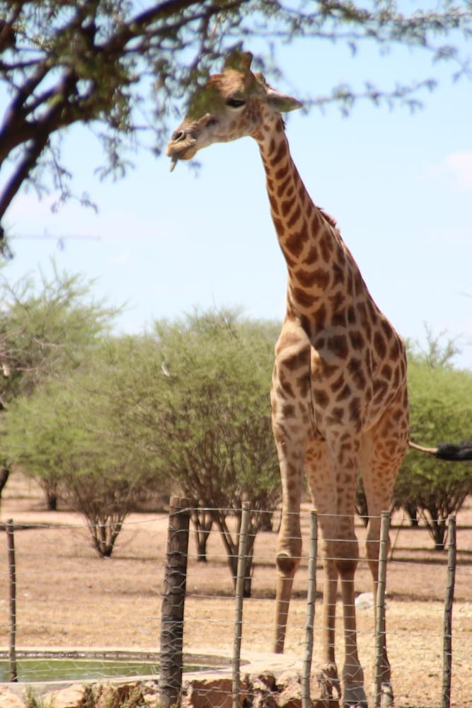 Ombo Rest Camp — Okahandja — photo 4