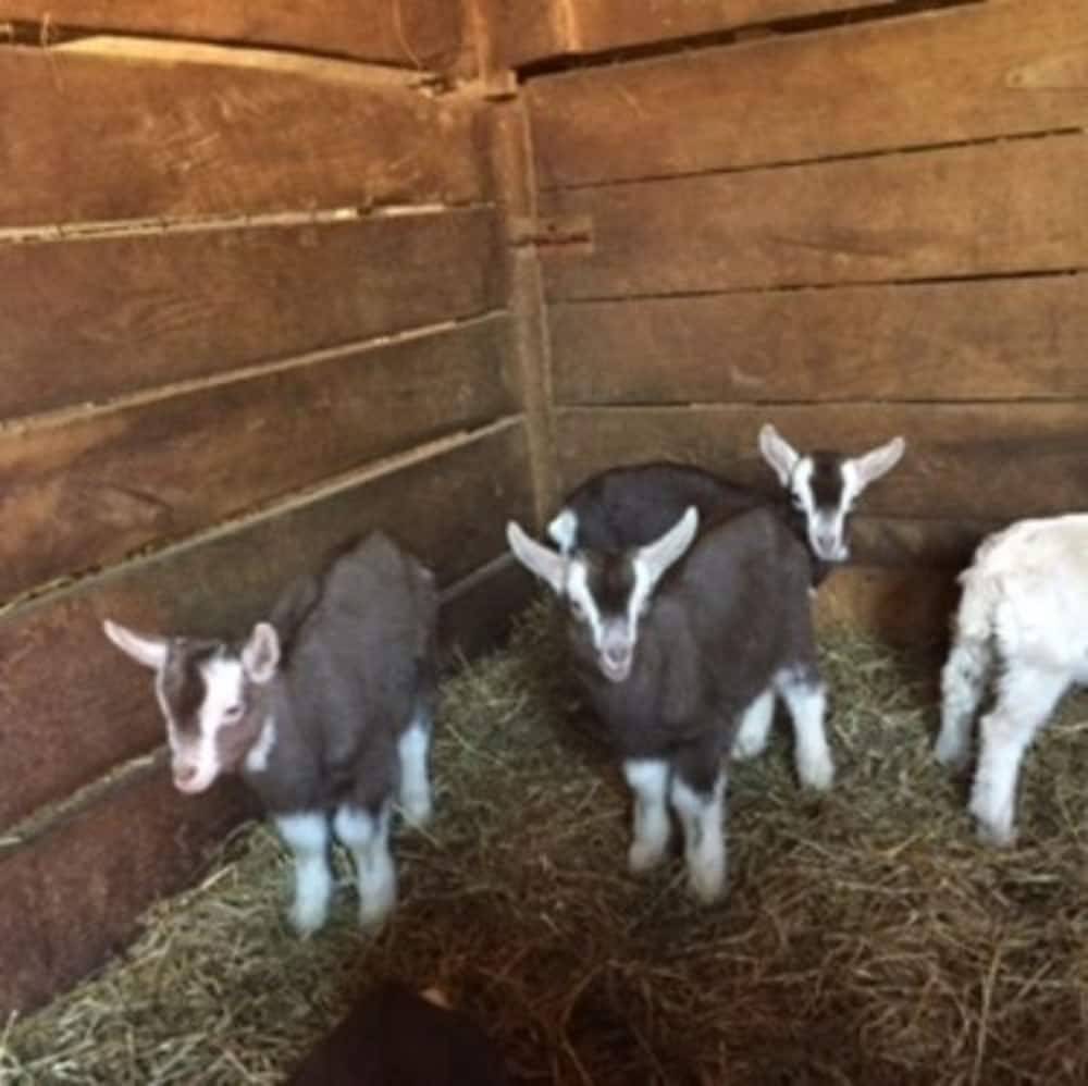 Flint Hill Farm AG - photo 56