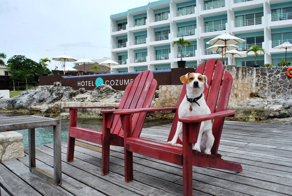 Pet-Friendly