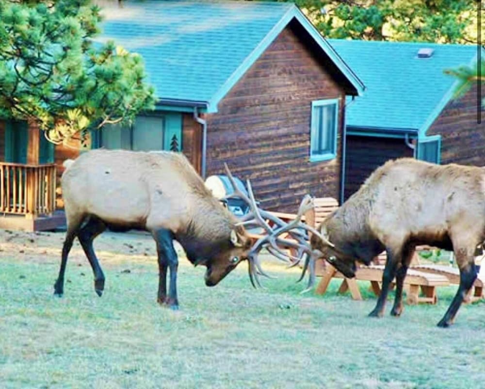 Mountain Shadows Resort - photo 41