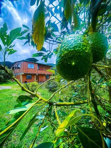 Retro Finca Urrao Peaceful Avocado Farm Retreat — hotel in Urrao